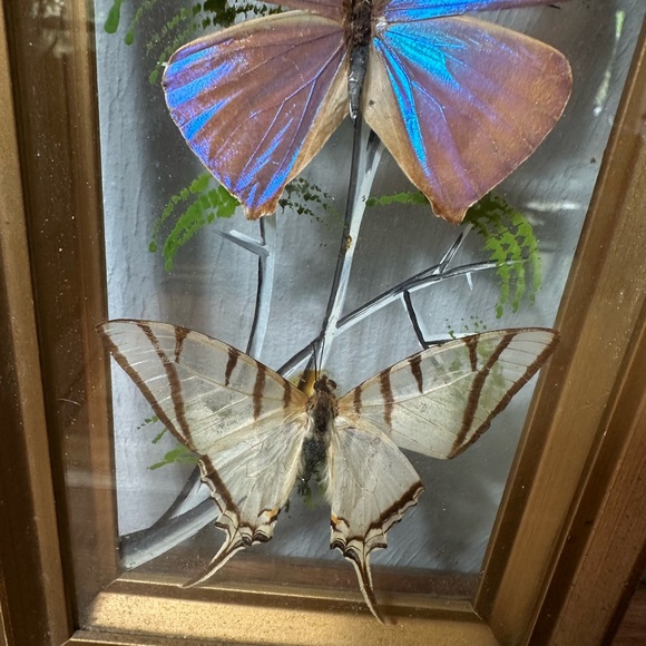 Framed Butterfly Shadowbox - Yellow, Blue, Brown Accents - Picture 7 of 9